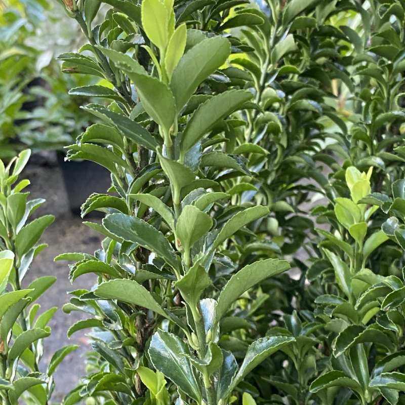 Euonymus Japonicus Green Spire 3L - Shrub - Image 2