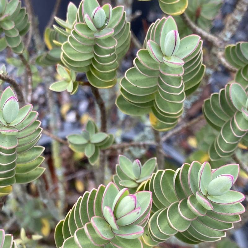 Hebe Red Edge 20L - Shrub - Image 4