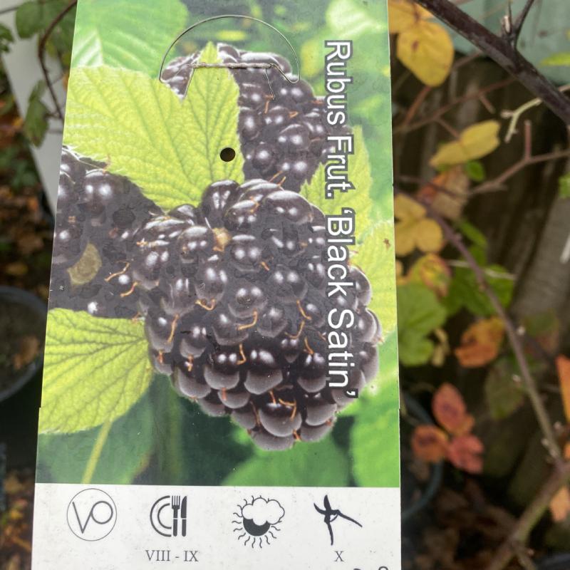 Rubus Frut. Black Satin 5L 150-175cm - Fruit - Image 2