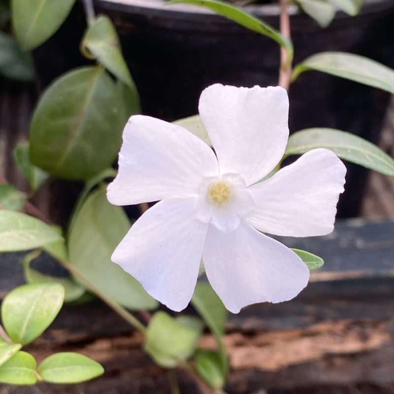 Vinca Minor 1.5L - Perennial - Image 4