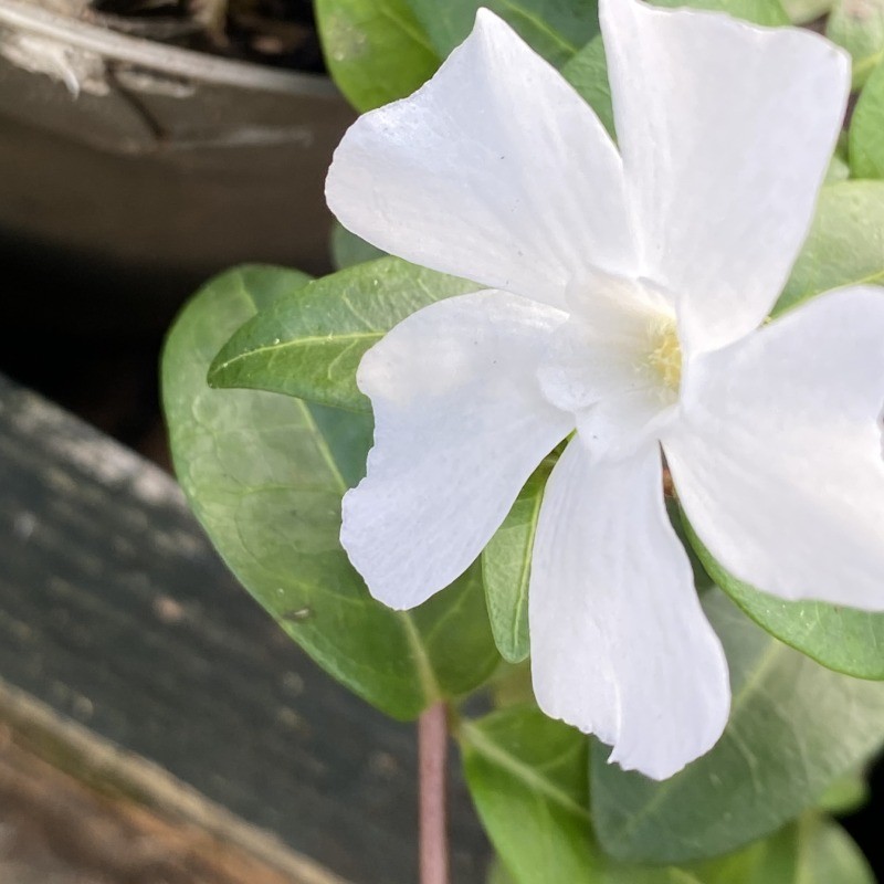 Vinca Minor 1.5L - Perennial - Image 5