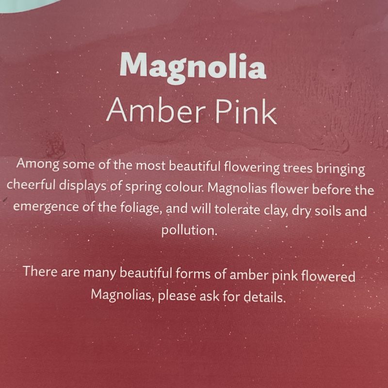 Magnolia Coral Lake 12L - Trees - Image 3