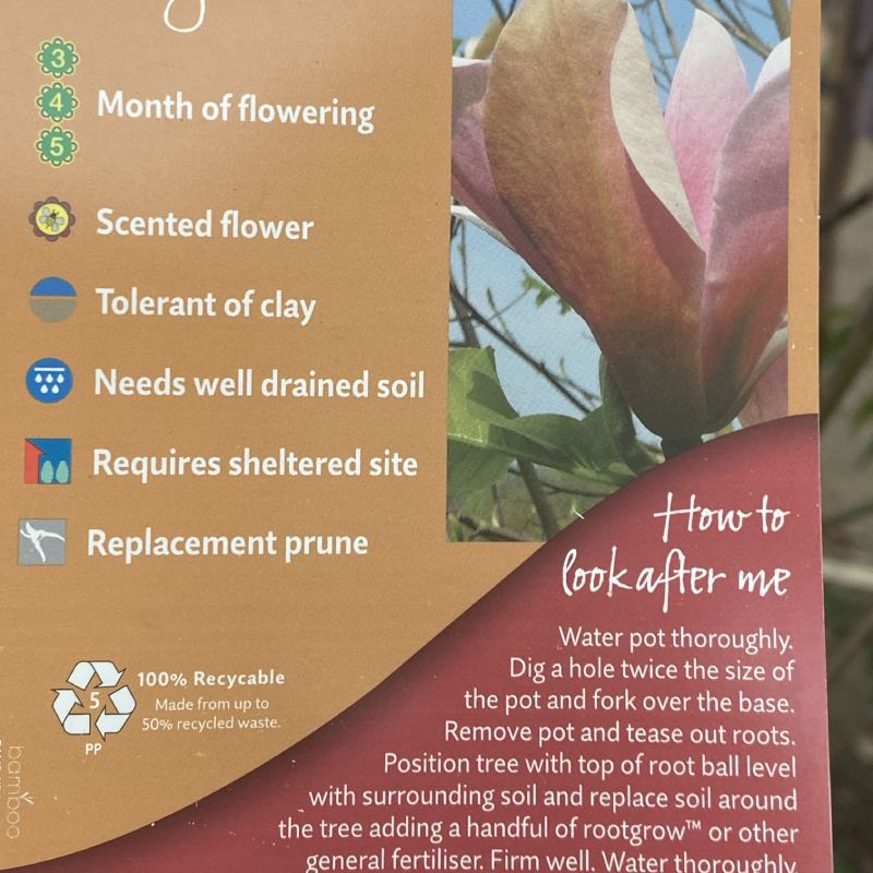 Magnolia Coral Lake 12L - Trees - Image 2