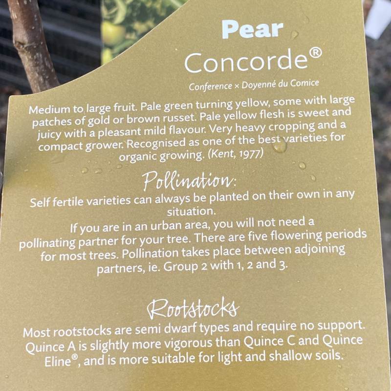 Pyrus Concorde Pear 12L - Fruit - Image 5