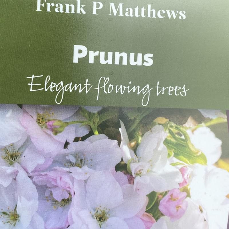 Prunus rufa 12L - Trees - Image 4