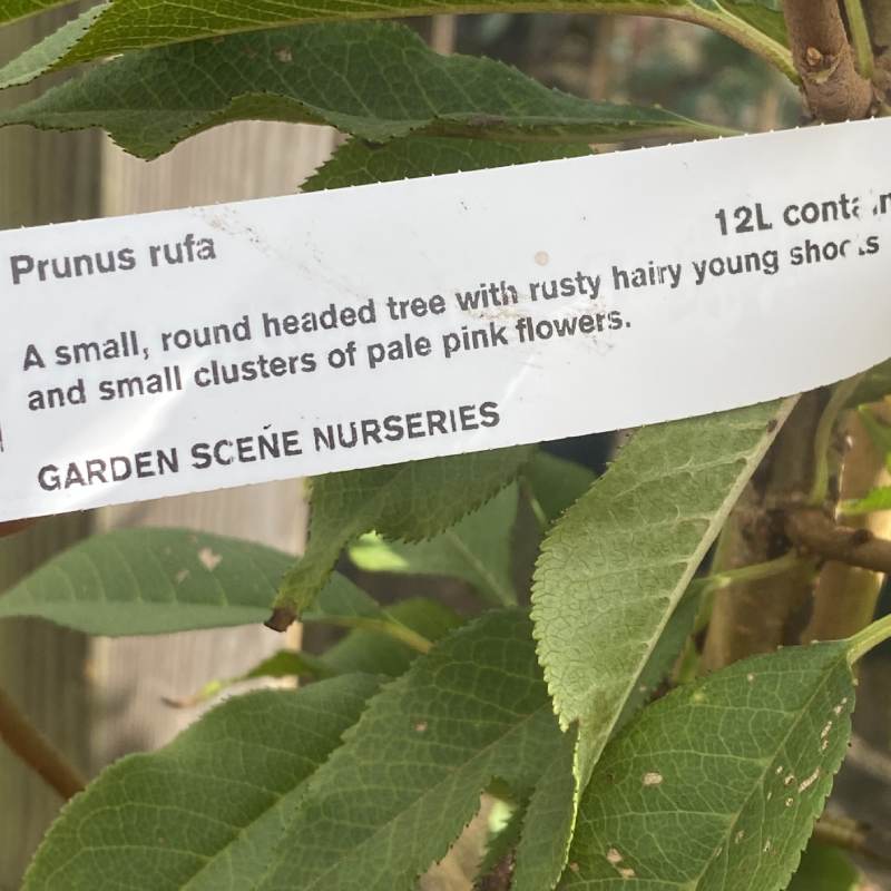 Prunus rufa 12L - Trees - Image 5