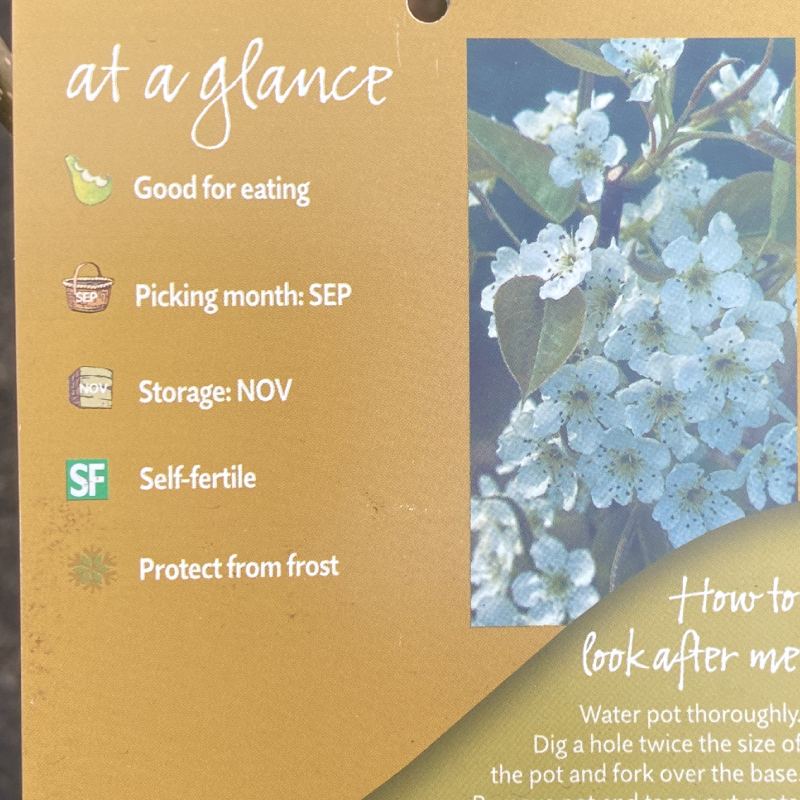 Pyrus Kumoi (Asian Pear) 12L - Fruit - Image 3