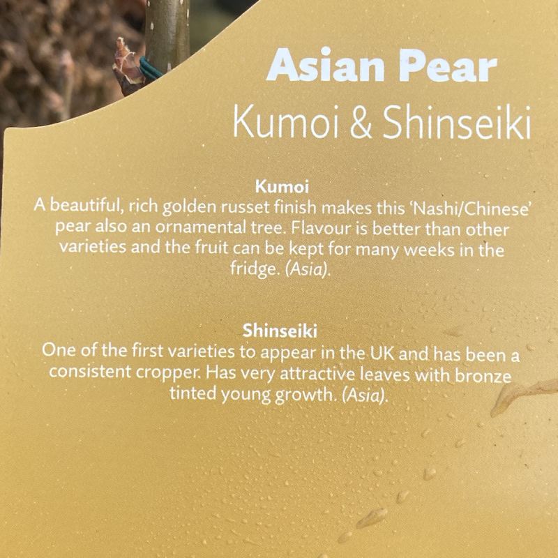 Pyrus Kumoi (Asian Pear) 12L - Fruit - Image 4