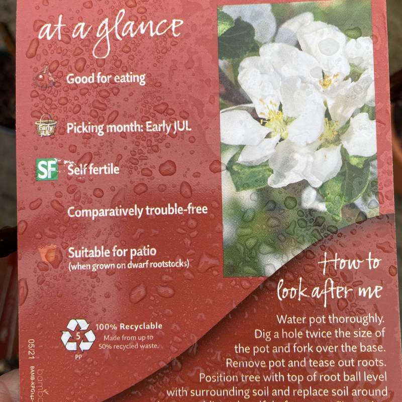 Prunus Cherry Celeste 11.5L - Fruit - Image 2